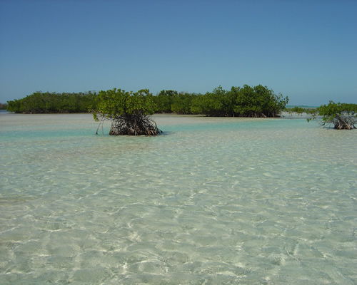 Cuba Bonefish Flats